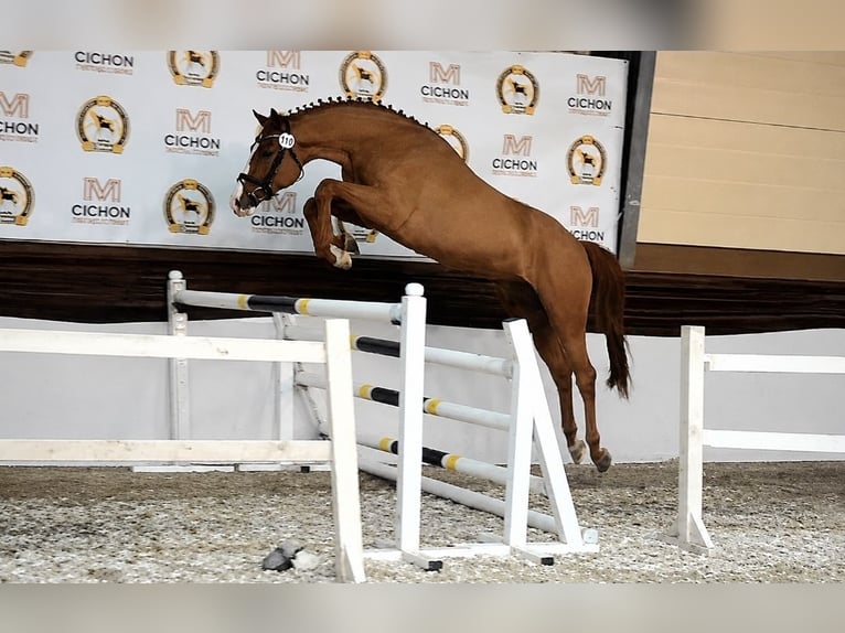 Oldenburger Hengst 4 Jahre 169 cm Fuchs in Kielce