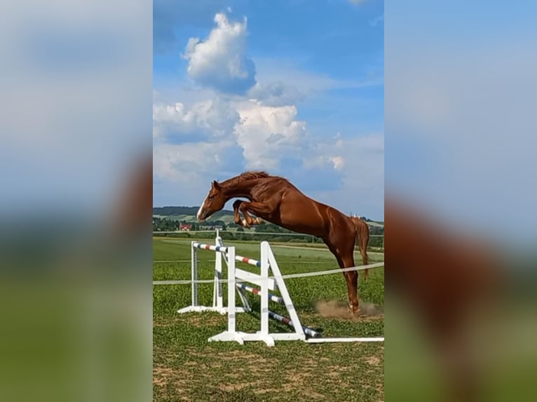 Oldenburger Hengst 4 Jahre 169 cm Fuchs in Kielce