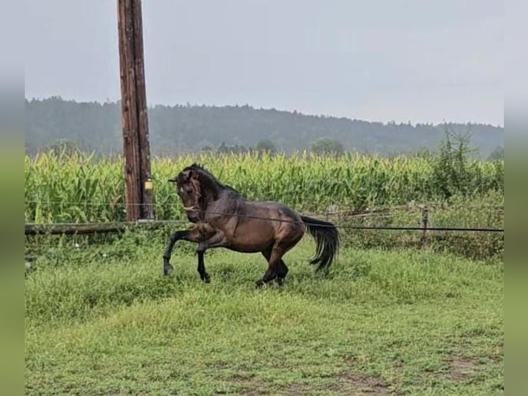 Oldenburger Hengst 4 Jahre 170 cm Brauner in Hitzendorf