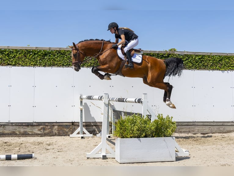 Oldenburger Hengst 4 Jahre 170 cm Brauner in Waddinxveen