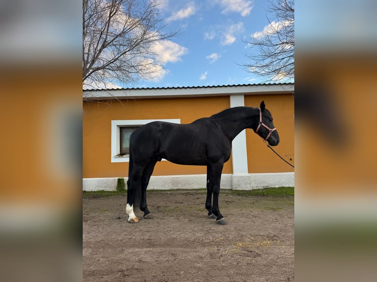Oldenburger Hengst 4 Jahre 171 cm Rappe in Madrid