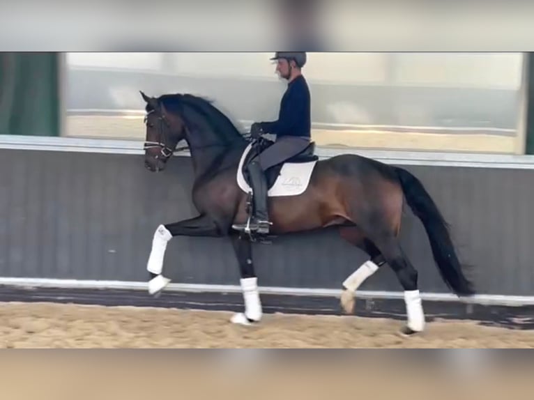 Oldenburger Hengst 4 Jahre 172 cm Dunkelbrauner in Viersen
