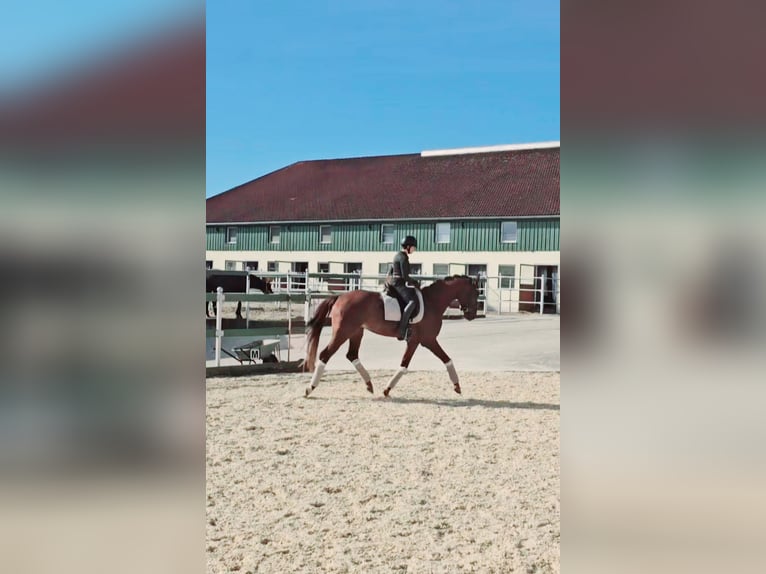 Oldenburger Hengst 4 Jahre 173 cm Fuchs in Moorenweis