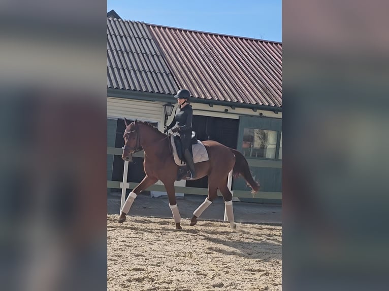 Oldenburger Hengst 4 Jahre 173 cm Fuchs in Moorenweis