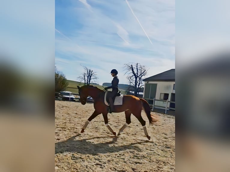 Oldenburger Hengst 4 Jahre 173 cm Fuchs in Moorenweis