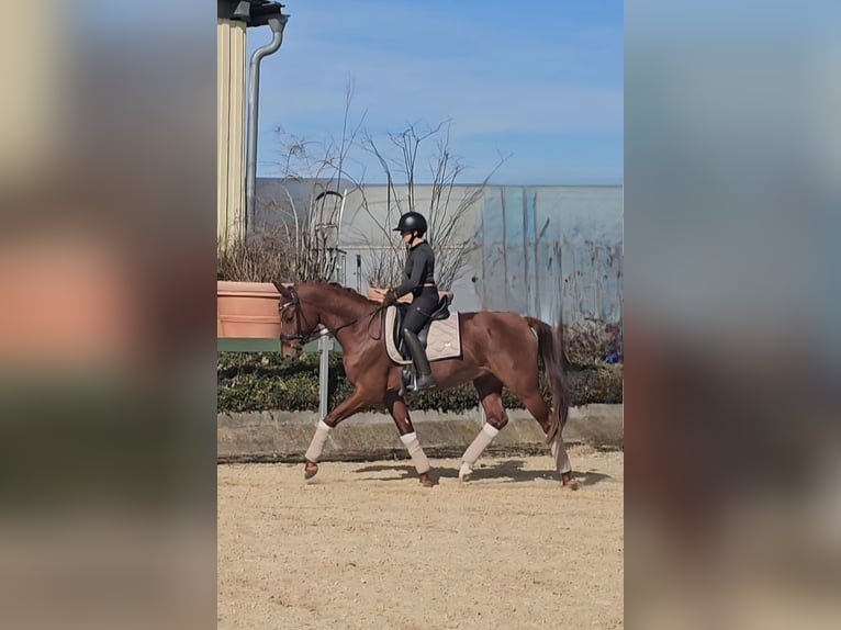 Oldenburger Hengst 4 Jahre 173 cm Fuchs in Moorenweis