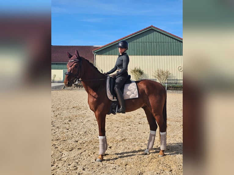 Oldenburger Hengst 4 Jahre 173 cm Fuchs in Moorenweis