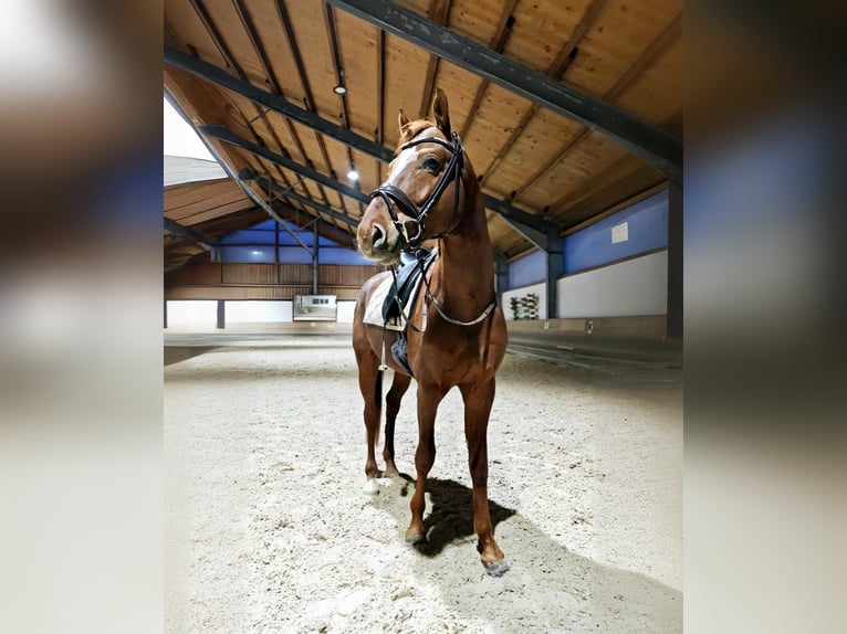 Oldenburger Hengst 4 Jahre 173 cm Fuchs in Moorenweis