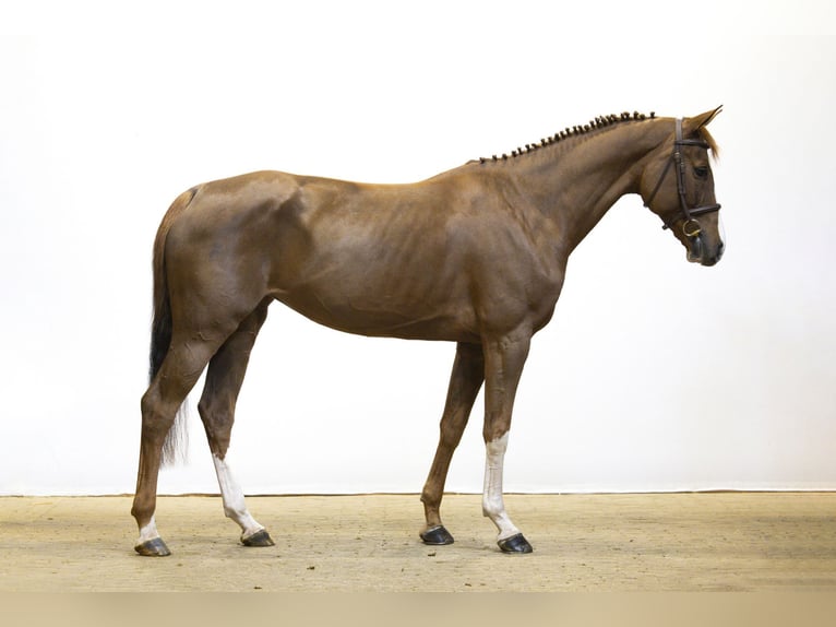 Oldenburger Hengst 5 Jaar 163 cm Vos in Waddinxveen Oldenburger Hengst 5 Jaar 163 cm Vos in Waddinxveen