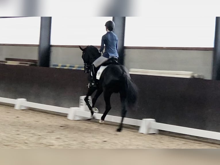 Oldenburger Hengst 5 Jaar 167 cm Zwart in Bree