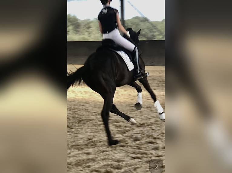 Oldenburger Hengst 5 Jaar 167 cm Zwart in Bree