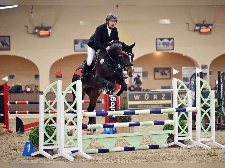 Oldenburger Hengst 5 Jaar 172 cm Zwartbruin in Bramsche