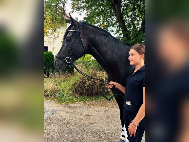 Oldenburger Hengst 5 Jaar Donkerbruin in Susteren
