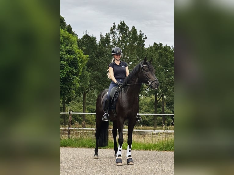 Oldenburger Hengst 5 Jaar Donkerbruin in Susteren