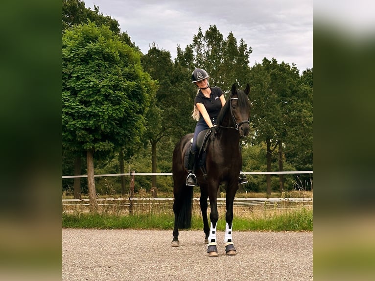 Oldenburger Hengst 5 Jaar Donkerbruin in Susteren