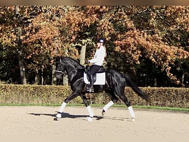 Oldenburger Hengst 5 Jahre 165 cm Rappe in Bree