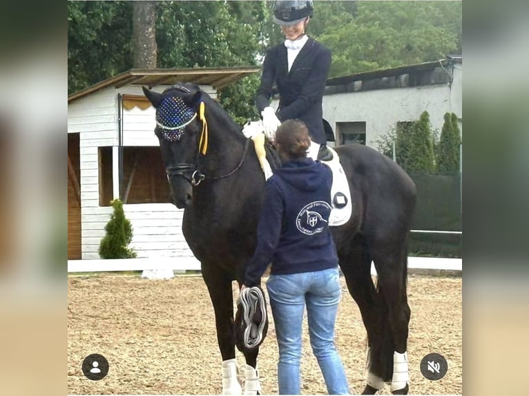 Oldenburger Hengst 5 Jahre 166 cm Rappe in Neuss