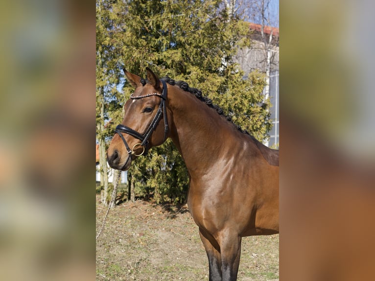 Oldenburger Hengst 5 Jahre 169 cm Brauner in Ph&#xF6;ben