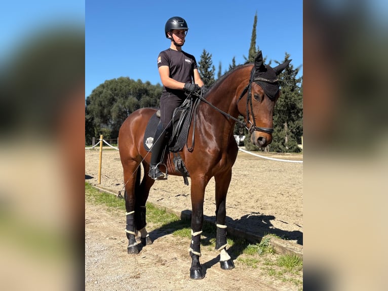 Oldenburger Hengst 5 Jahre 170 cm Hellbrauner in Jimena de la frontera