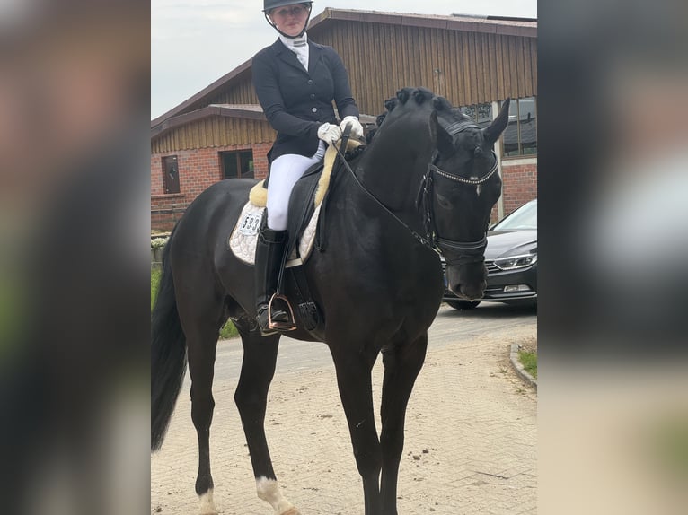 Oldenburger Hengst 5 Jahre 172 cm Rappe in M&#xFC;nsterM&#xFC;nster