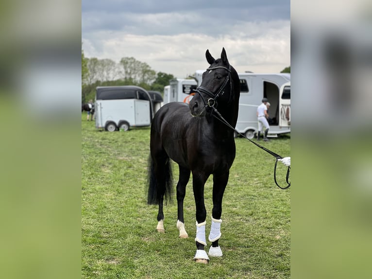 Oldenburger Hengst 5 Jahre 172 cm Rappe in MünsterMünster