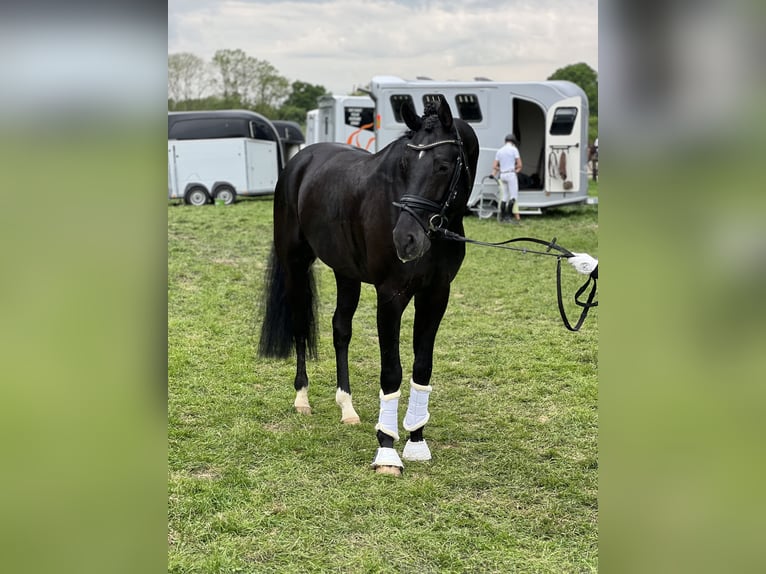 Oldenburger Hengst 5 Jahre 172 cm Rappe in MünsterMünster