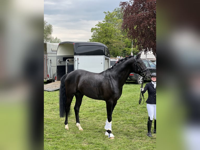 Oldenburger Hengst 5 Jahre 172 cm Rappe in MünsterMünster
