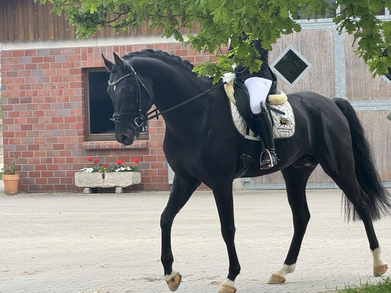 Oldenburger Hengst 5 Jahre 172 cm Rappe in M&#xFC;nsterM&#xFC;nster