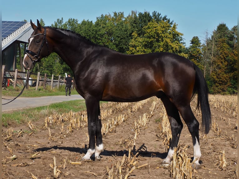 Oldenburger Hengst 5 Jahre 172 cm in Bramsche