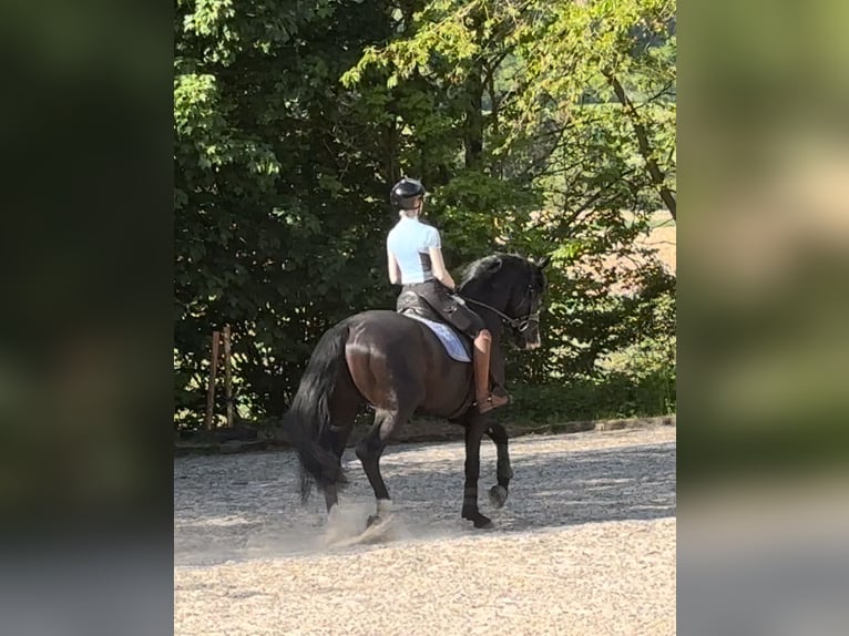 Oldenburger Hengst 5 Jahre 174 cm Rappe in Vechta Oldenburger Hengst 5 Jahre 174 cm Rappe in Vechta