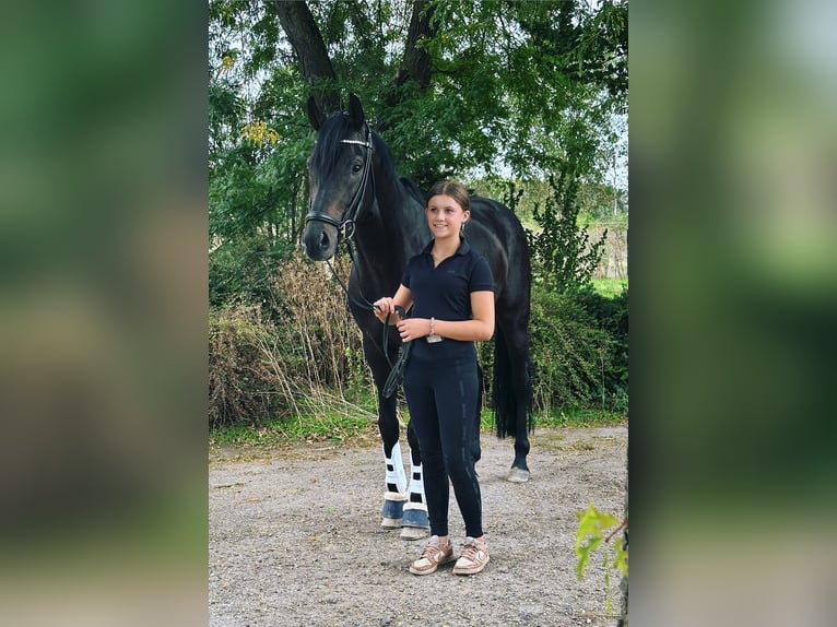 Oldenburger Hengst 5 Jahre Dunkelbrauner in Susteren
