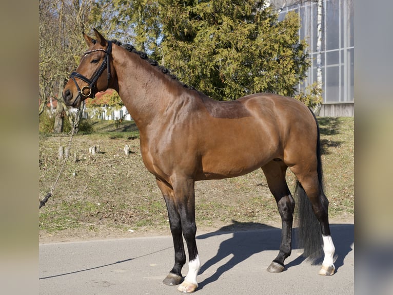 Oldenburger Hengst 6 Jaar 169 cm Bruin in Phöben