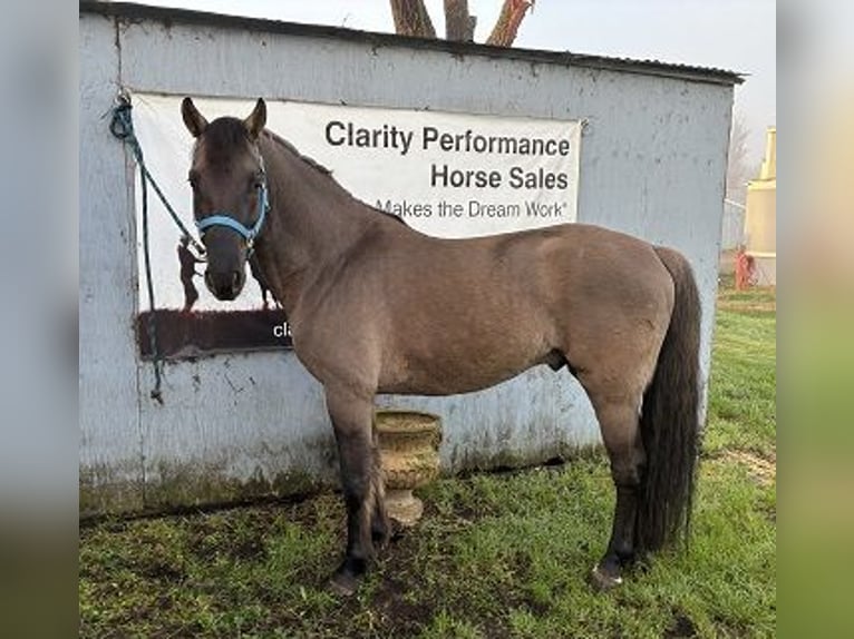Oldenburger Mix Hengst 6 Jahre 147 cm Grullo in Petaluma, California