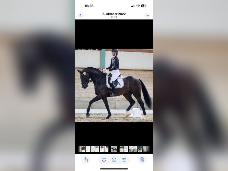 Oldenburger Hengst 6 Jahre 170 cm Brauner in Münster