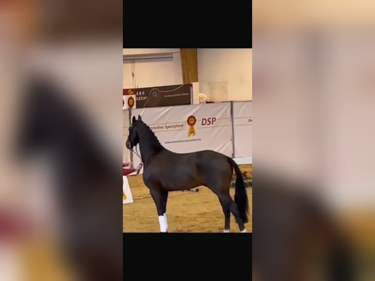 Oldenburger Hengst 6 Jahre 170 cm Brauner in Münster