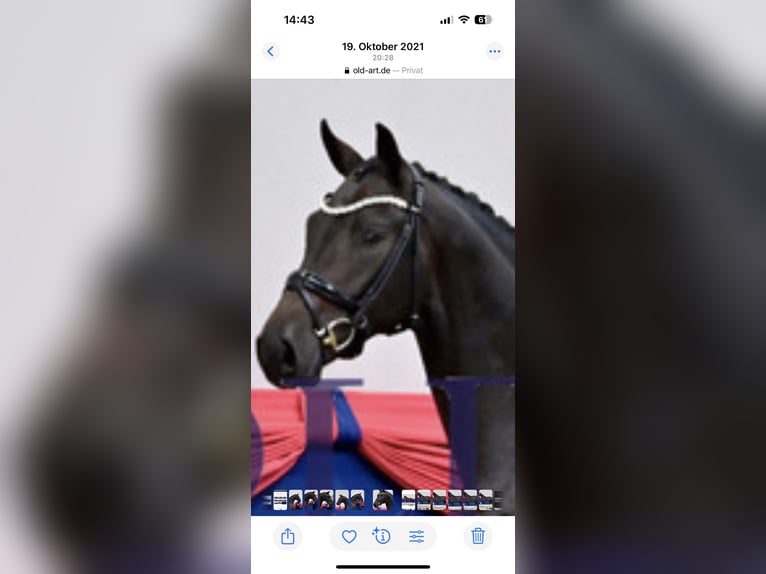 Oldenburger Hengst 6 Jahre 170 cm Brauner in Münster