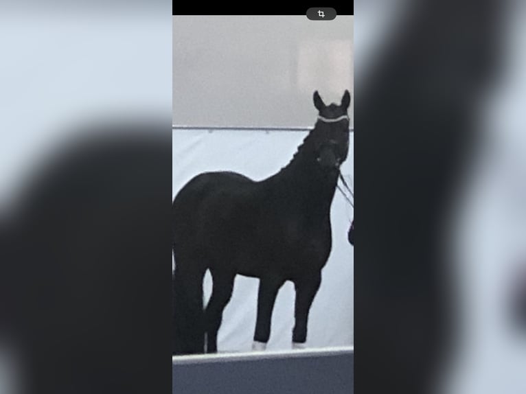 Oldenburger Hengst 6 Jahre 170 cm Brauner in Münster