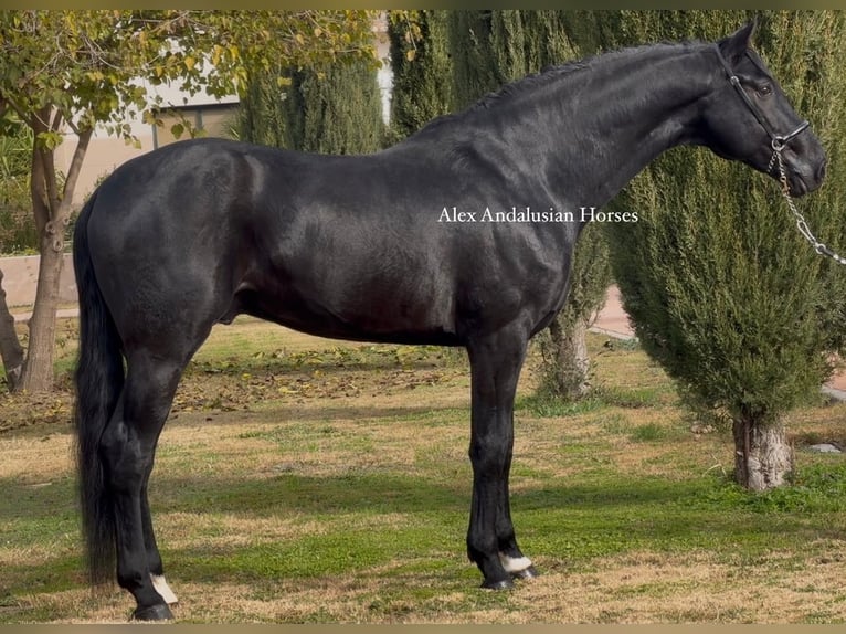 Oldenburger Hengst 6 Jahre 171 cm Rappe in Sevilla