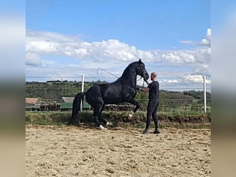 Oldenburger Hengst 6 Jahre 178 cm Rappe in Bad Pirawarth