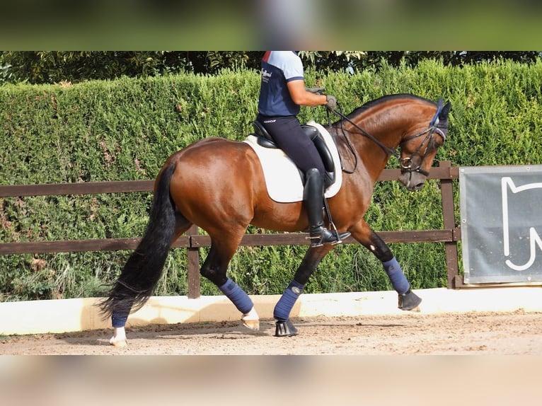 Oldenburger Hengst 7 Jaar 165 cm Roodbruin in NAVAS DEL MADRONO