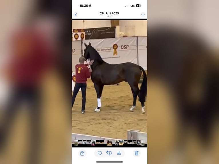 Oldenburger Hengst 7 Jaar 170 cm Bruin in Greven