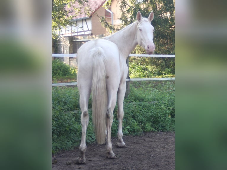 Oldenburger Hengst 7 Jaar 172 cm Palomino in Beaumont pied-de-boeuf