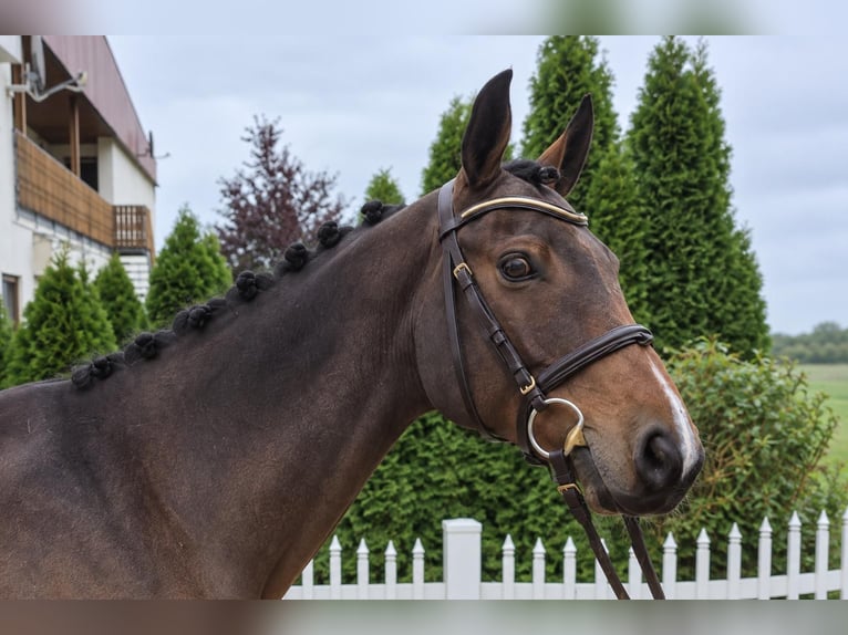 Oldenburger Hengst 7 Jahre 167 cm Brauner in Öpfingen