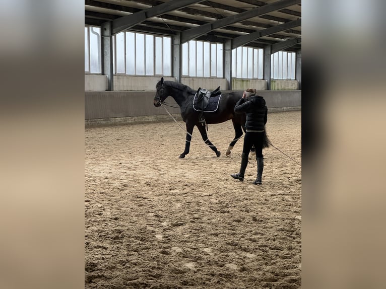 Oldenburger Hengst 7 Jahre 170 cm Brauner in Greven