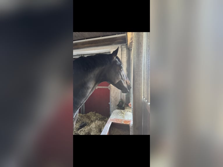 Oldenburger Hengst 7 Jahre 170 cm Brauner in Greven