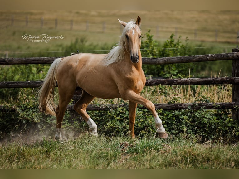 Oldenburger Hengst 7 Jahre 170 cm Palomino in Beaumont pied-de-boeuf