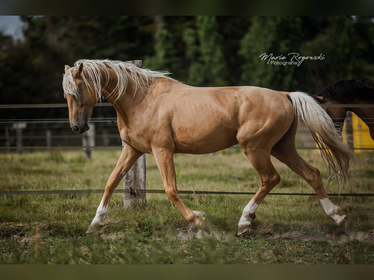 Oldenburger Hengst 7 Jahre 170 cm Palomino in Beaumont pied-de-boeuf