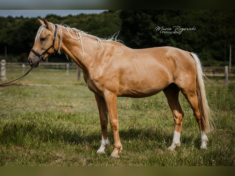 Oldenburger Hengst 7 Jahre 170 cm Palomino in Beaumont pied-de-boeuf