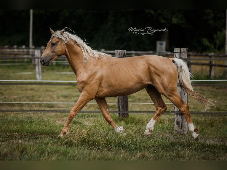 Oldenburger Hengst 7 Jahre 170 cm Palomino in Beaumont pied-de-boeuf