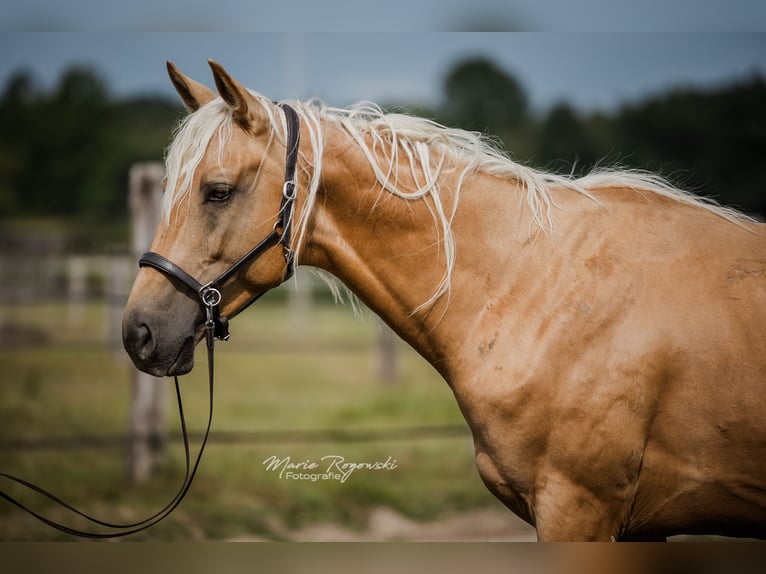 Oldenburger Hengst 7 Jahre 170 cm Palomino in Beaumont pied-de-boeuf
